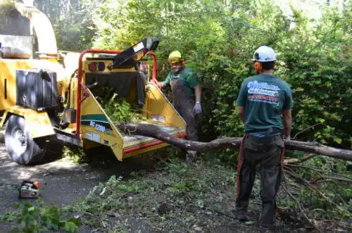 tree services Doerun